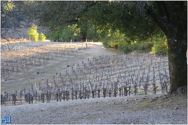 Vineyards waiting for rain