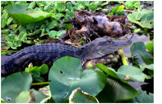 Gator Hunting (with a camera)